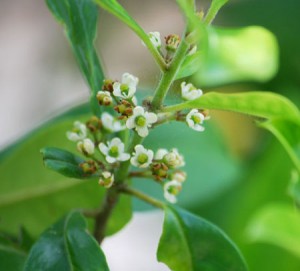 yerba-mate-vert-bio-regime-antioxydant-naturel-minceur-brule-graisse-maigrir-vertus-proprietes-stimulant-perte-poids (20) Yerba Maté bio et les articulations