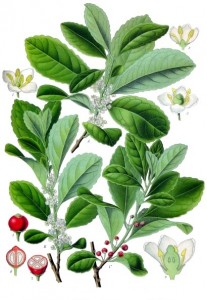 Bienfaits du yerba maté bio