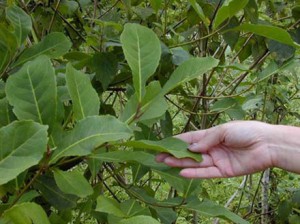 yerba-mate-vert-bio-regime-antioxydant-naturel-minceur-brule-graisse-maigrir-vertus-proprietes-stimulant-perte-poids (29) Comment profiter des vertus du maté pour brûler les graisses ?