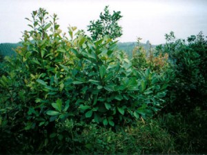 MATE-YERBA MATE-Ilex paraguariensis